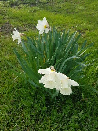 daffodils